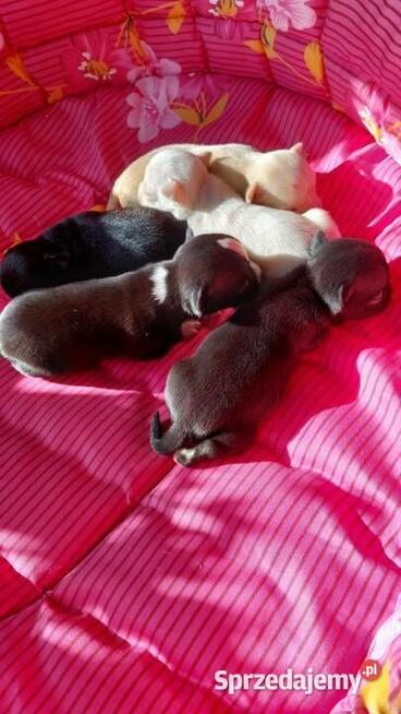 Chihuahua piesek długowłosy