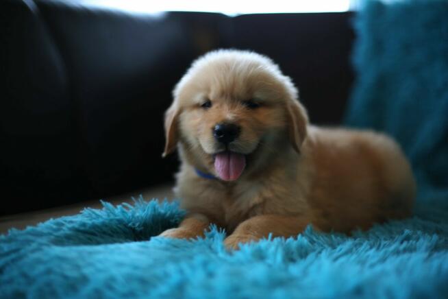 GOLDEN RETRIEVER-typ amerykański, linia amerykańska, ZKwP