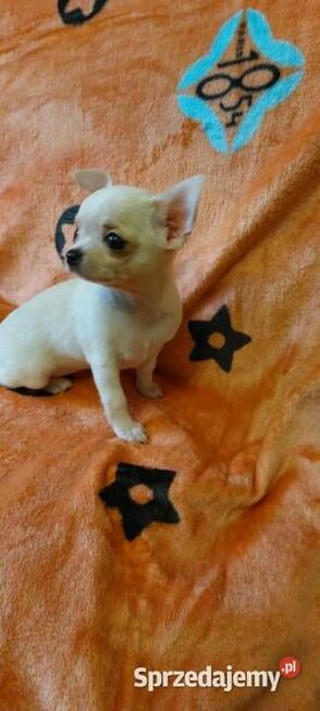 Chihuahua piesek długowłosy