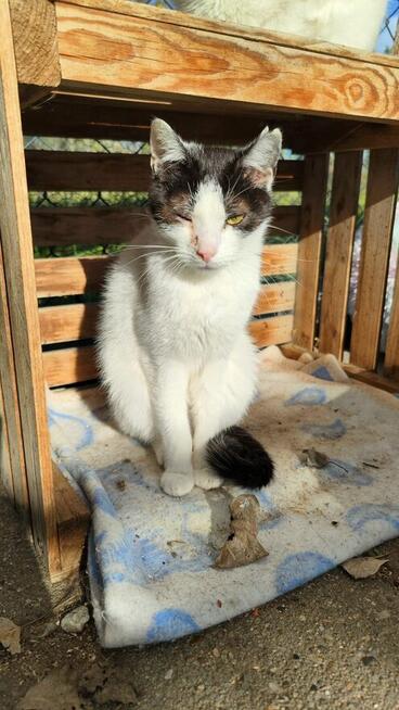 Młody delikatny kocurek Miki