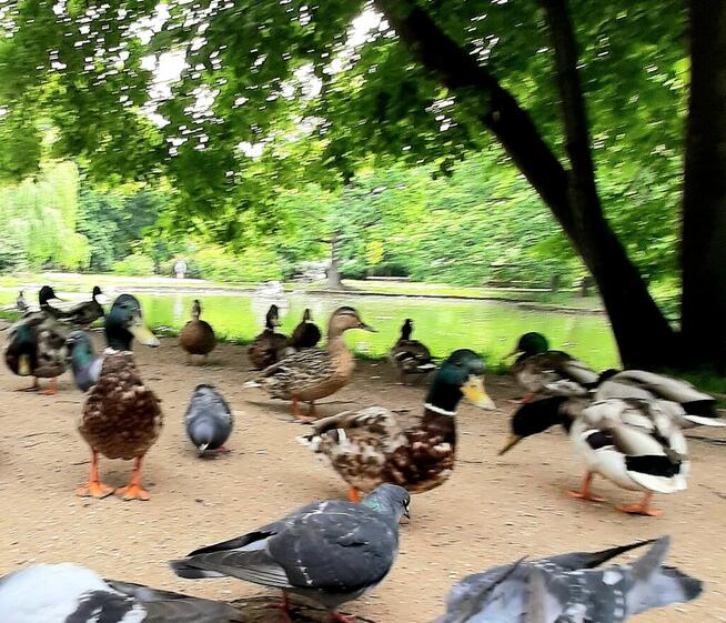 64-letni, bez nałogów szuka przyjaciółki na stałe.