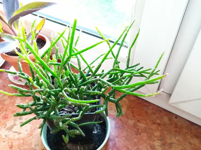 Patyczaki i inne kwiatki po 10 zł