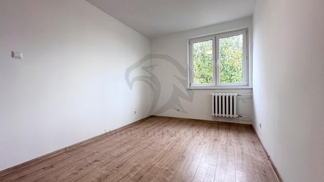 Tropem osobników w ich miejskim siedlisku