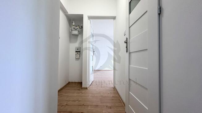 Tropem osobników w ich miejskim siedlisku