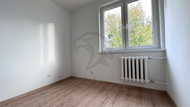 Tropem osobników w ich miejskim siedlisku