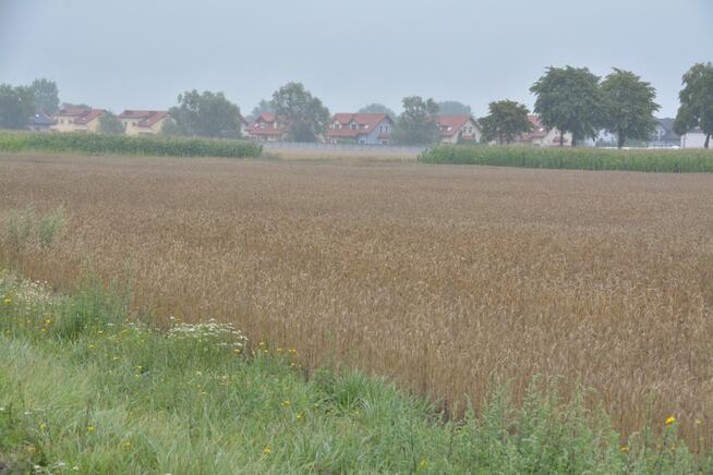 Grunt inwestycy Konarzewo 19498 m2 -bezpośrednio