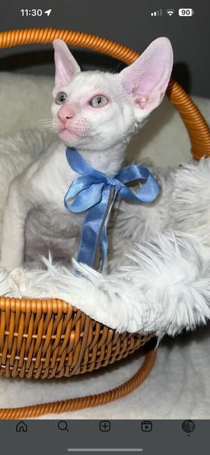 Cornish rex wspaniały kocurek kotek błysk