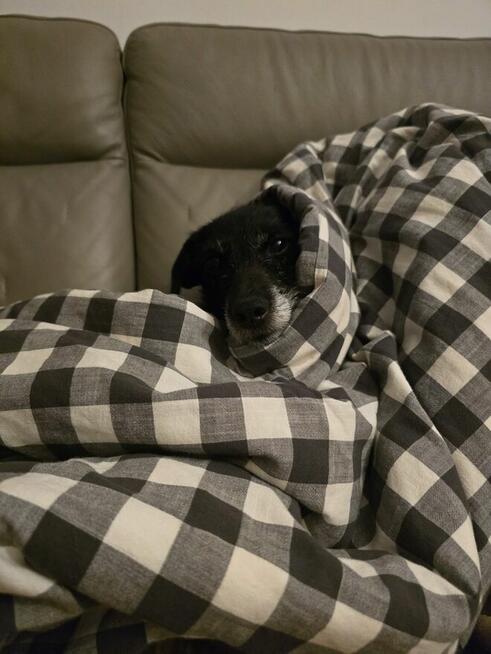 Tosia - siedem kilogramów miłości w typie teriera.