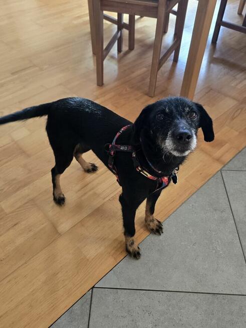 Tosia - siedem kilogramów miłości w typie teriera.