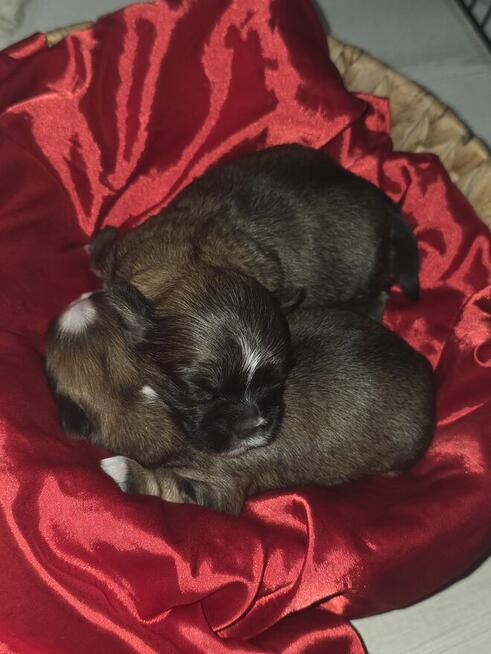 *Słodkie Szczenięta Shih Tzu ! ️*