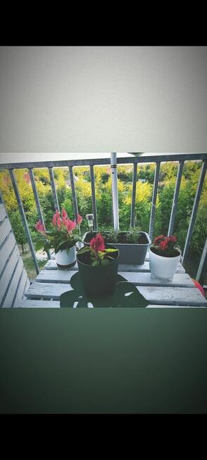 Mieszkanie na sprzedaż Starowiejska 53 m