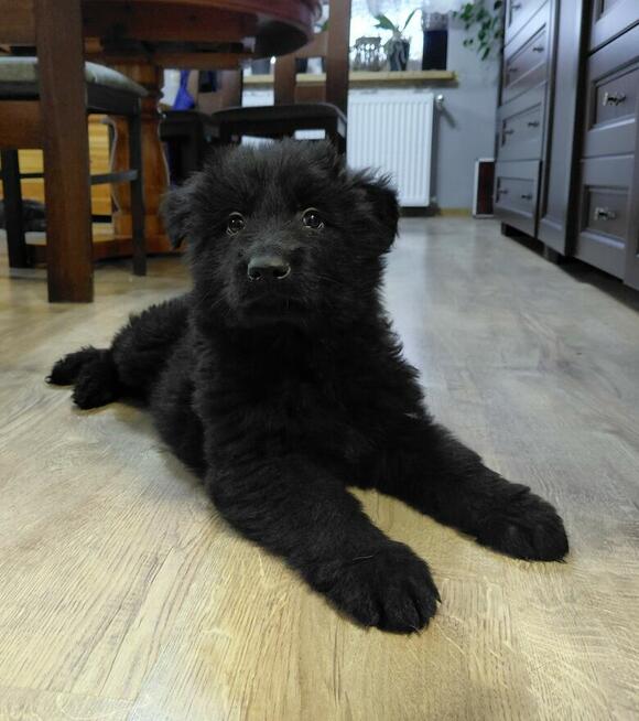 Szczenięta CZARNY PIESEK Owczarek Niemiecki Długowłosy