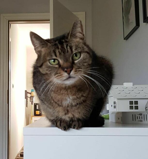 KICIA LOLA - piękna, spokojna koteczka, której umarł opiekun