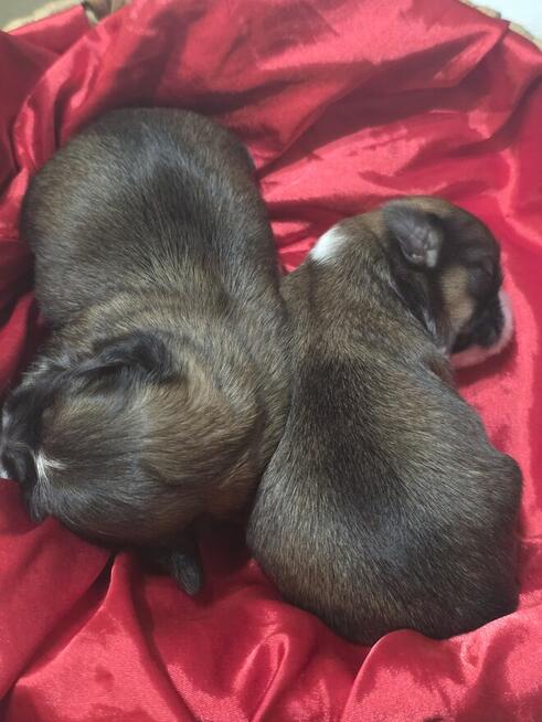 *Słodkie Szczenięta Shih Tzu ! ️*