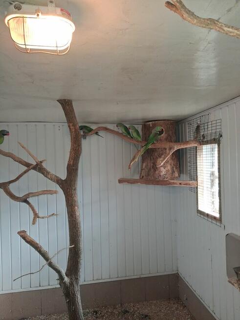 Sprzedam Aleksandretty Wielkie i chińskie