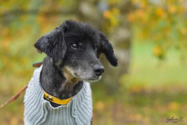 Beniu - malutki staruszek czeka na dom (może być tymczasowy)