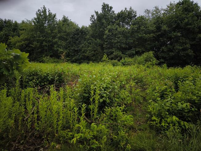 Grabienie Liści , Odśnieżanie , Koszenie trawy , Wyc. drzew