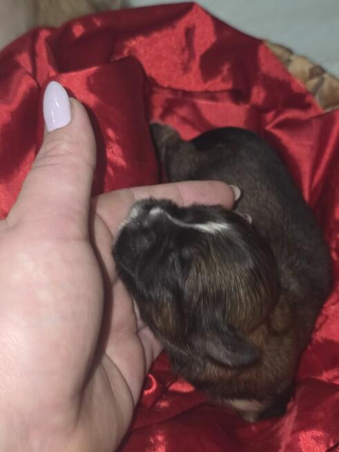 *Słodkie Szczenięta Shih Tzu ! ️*