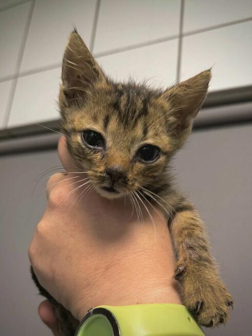 Karolek - kocię ur. 07.2025; lubi spać, jeść i się bawić