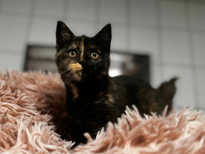 Lisa - szylkretowe kocię urodzone 06.2025