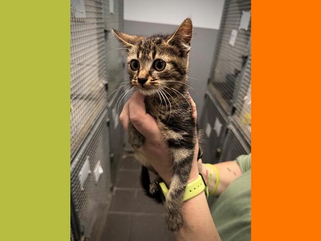 Świeży - kocię urodzone 06.2025 lubiące tulić się