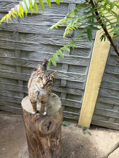 Prosecco - wszędzie go pełno