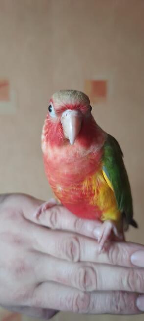 Rudosterka ręcznie karmione