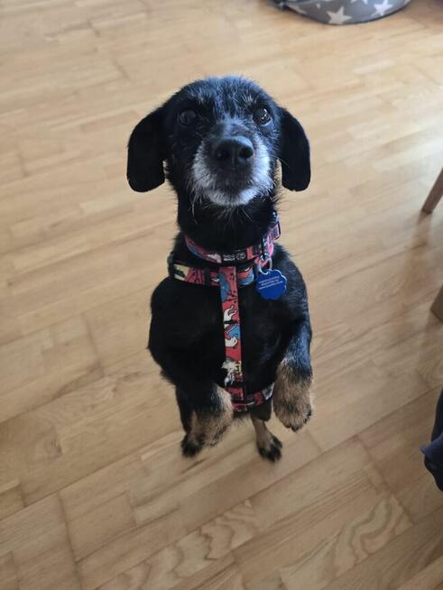 Tosia - siedem kilogramów miłości w typie teriera.