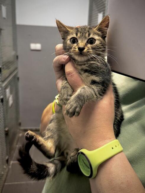 Świeży - kocię urodzone 06.2025 lubiące tulić się