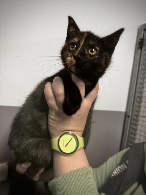 Lisa - szylkretowe kocię urodzone 06.2025