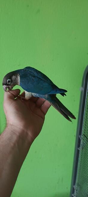 Rudosterki ręcznie karmione