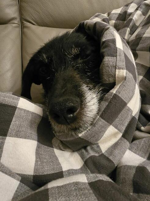 Tosia - siedem kilogramów miłości w typie teriera.