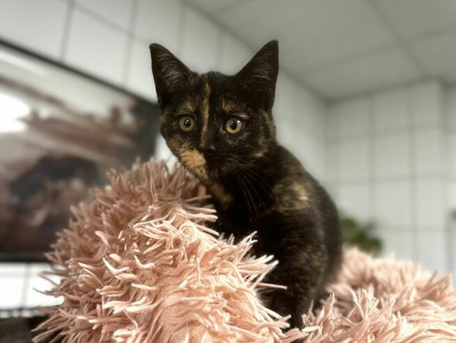 Lisa - szylkretowe kocię urodzone 06.2025