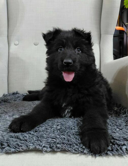 Szczenięta CZARNY PIESEK Owczarek Niemiecki Długowłosy