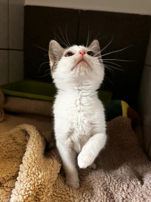 Mira - kocię ur. 07.2025