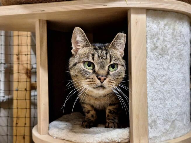 KICIA LOLA - piękna, spokojna koteczka, której umarł opiekun