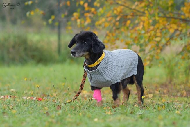 Beniu - malutki staruszek czeka na dom (może być tymczasowy)