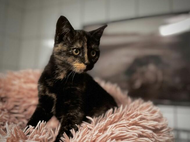 Lisa - szylkretowe kocię urodzone 06.2025