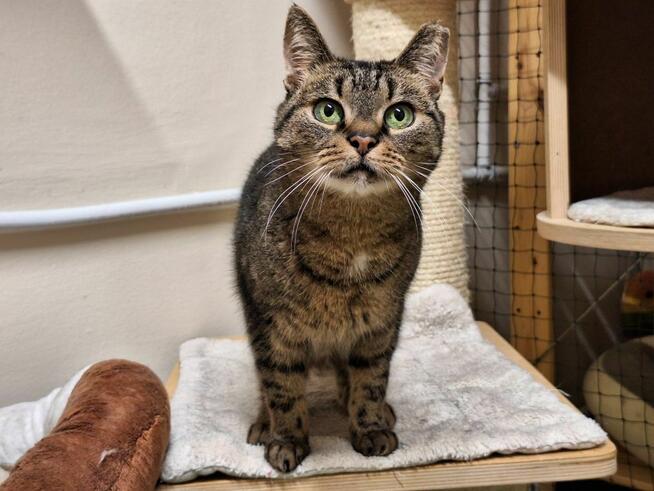 KICIA LOLA - piękna, spokojna koteczka, której umarł opiekun