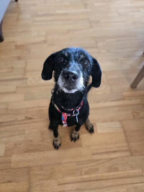 Tosia - siedem kilogramów miłości w typie teriera.