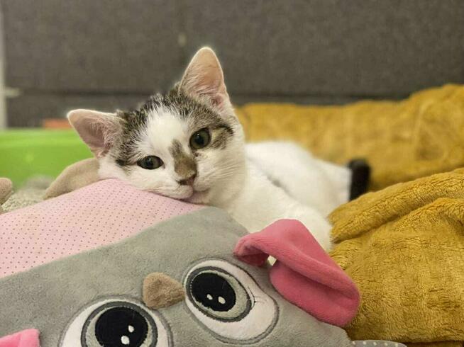 Kawa - kocię ur. 05.2025 przy którym zapomnisz o nudzie