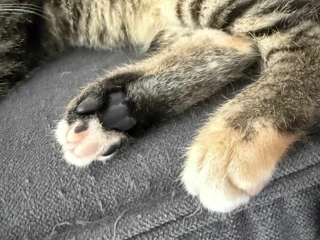 Buraczki - radosne kocięta przebywające w domu tymczasowym