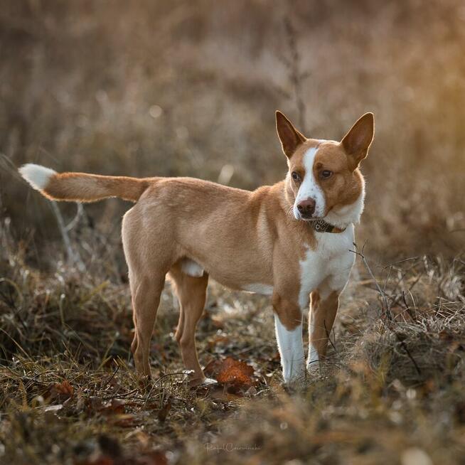 Baks - dość młody psiak lubiący spacery