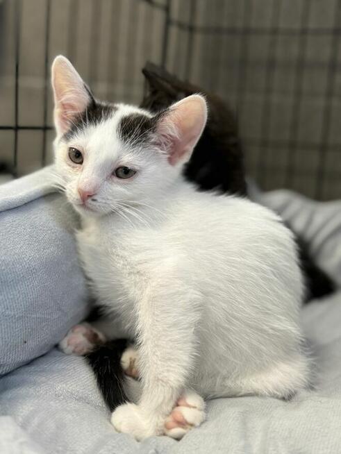 Michalinka - czułe i spokojne kocię ur. 05.2025