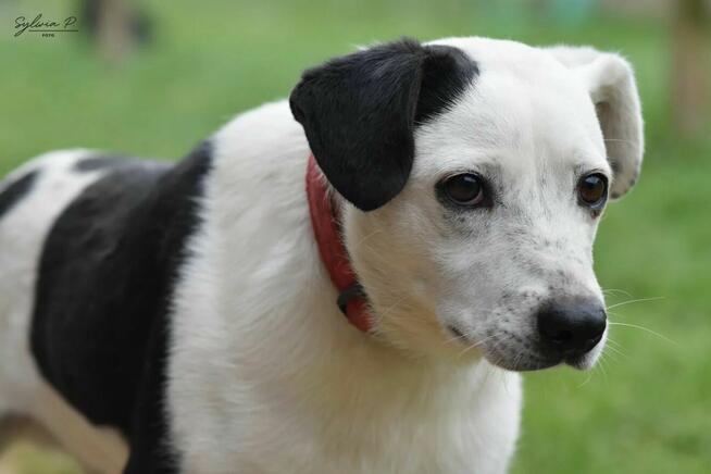 Józek - radosny i energiczny psiak po przejściach