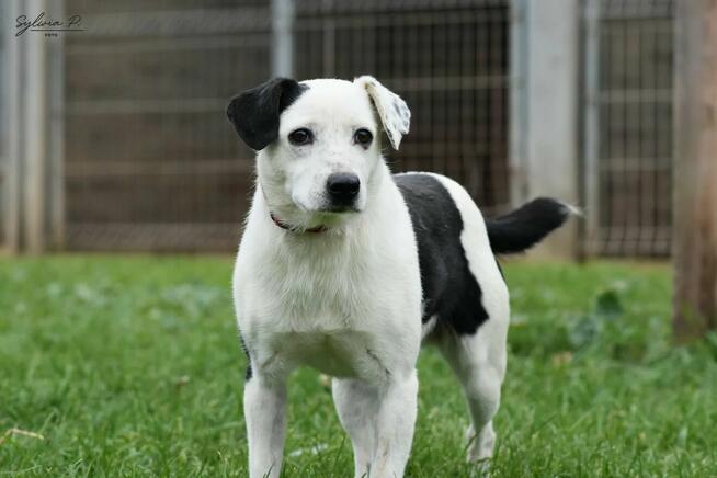 Józek - radosny i energiczny psiak po przejściach