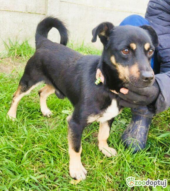 GUCIO - niewielki, kochany psiak szuka domu