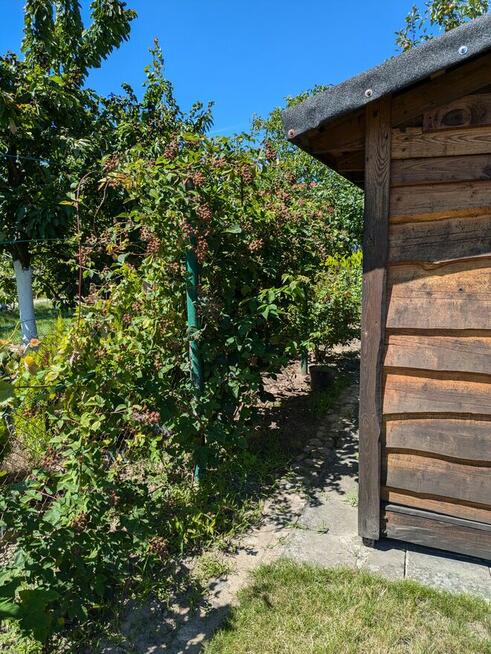 Działka ROD, Witkowo