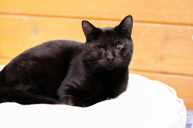 Donald - łagodny, wesoły, skory do zabaw kotek