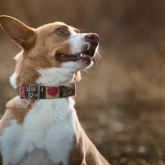 Baks - dość młody psiak lubiący spacery